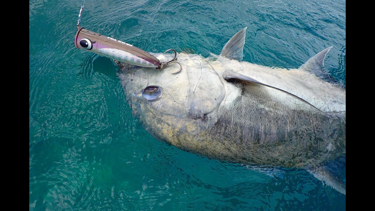 再販】UCB83EXT-MH（スピニング） | FCLLABOネットショップ