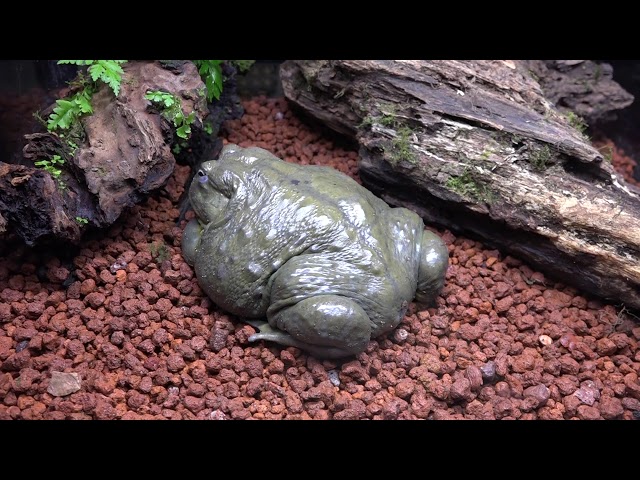 アフリカウシガエル Pyxicephalus adspersus 日本最大級の体感型カエル