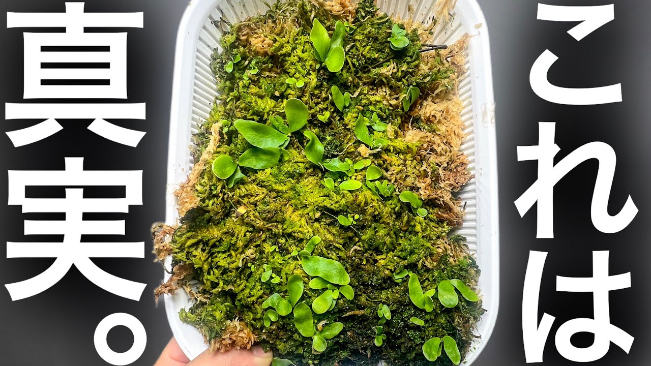 この動画を見ると胞子培養ヤりた過ぎちゃうので閲覧注意です