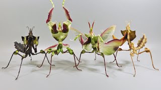 いきもの大図鑑アドバンスのニセハナマオウカマキリはデカい！ヤバい