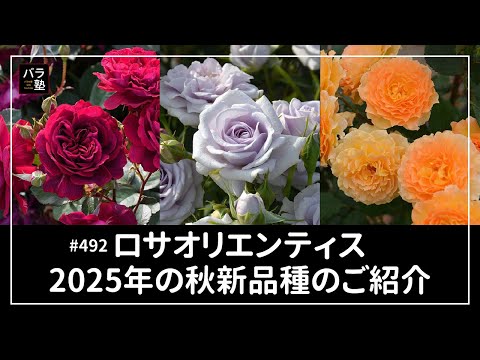 492 Rosa orientis Introducing the new autumn 2025 varieties - YouTube