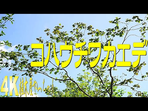 山採り自然樹形 コハウチワカエデ - YouTube