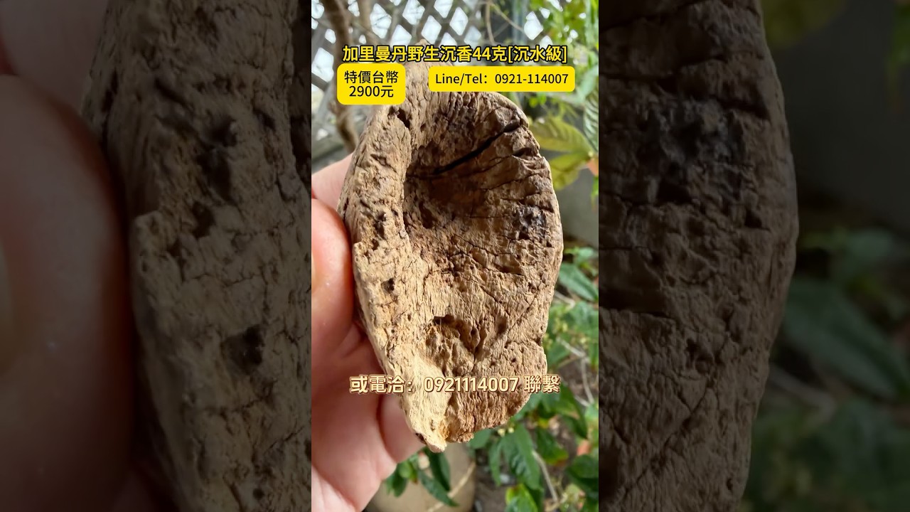 送料無料】台湾 カリマンタン 天然沈香古木 44 グラム 沈水級 沈香置物