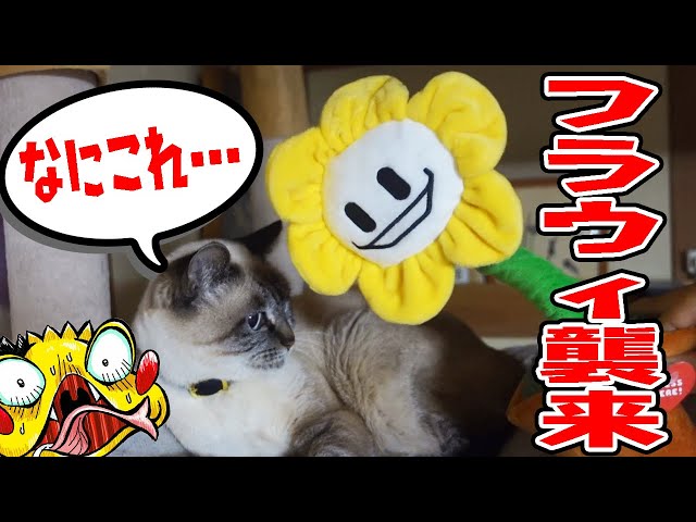 Undertale] Dancing Flowey came to our house! How did the cats