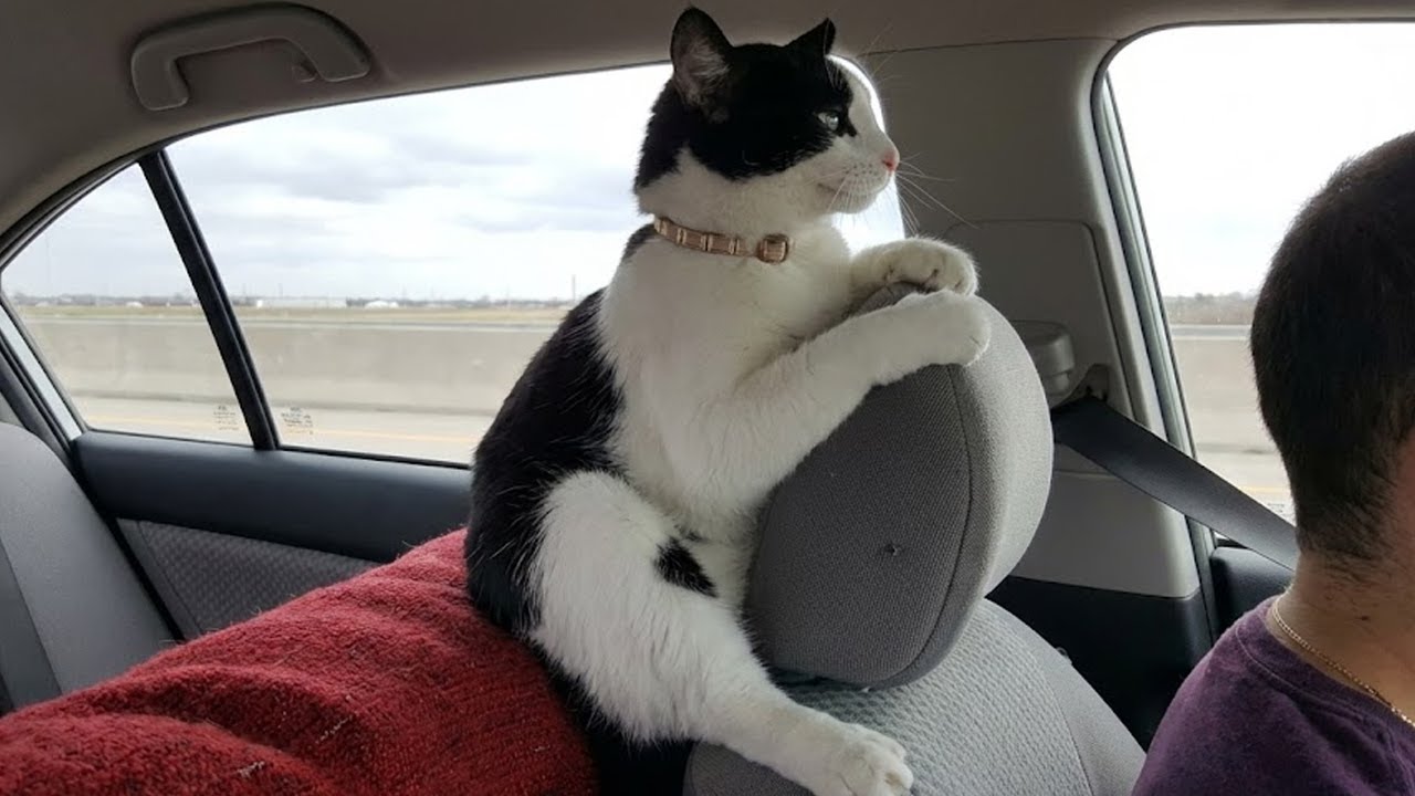 TVアニメ「ミギとダリ」Blu-ray BOX テレビCM ミギとダリver - YouTube