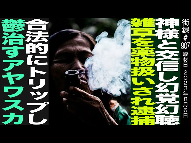 合法植物で不条理な逮捕 4ヶ月勾留/3年間に及ぶ法廷闘争…/青井硝子