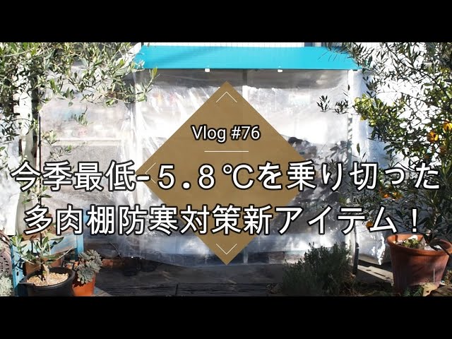 Vlog #76] [Succulents] A new item for cold weather protection that