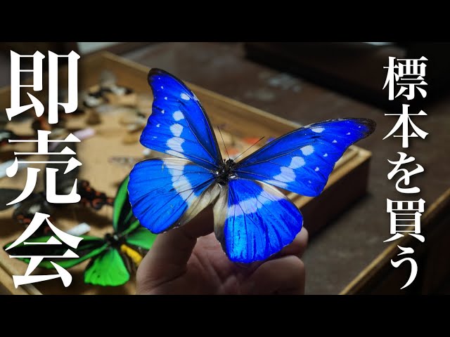標本即売会イベントで海外のチョウを爆買いしました。【海外の蝶
