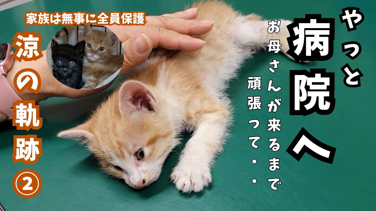 Sakurayama Nekokura, the Cat Moon Cafe - YouTube
