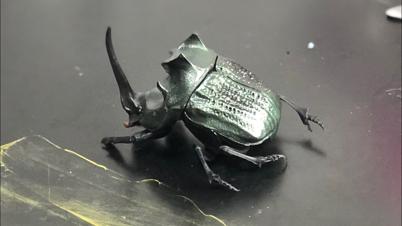 SO-TA エンシフェルオオニジダイコクコガネ - YouTube