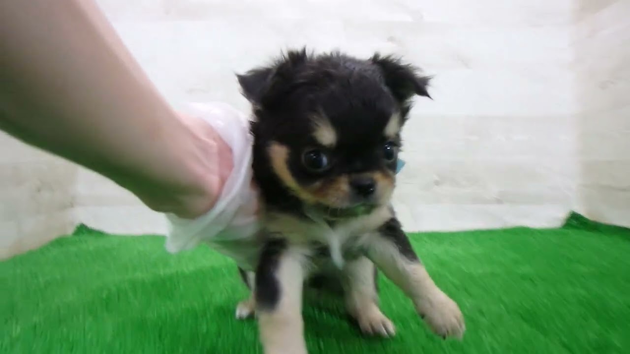 Coo&RIKU No.00748929 チワワ（ロングコート） - YouTube