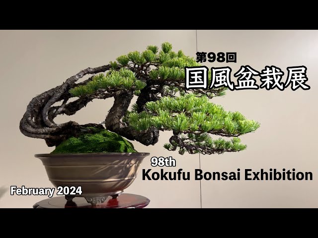 第98回 国風盆栽展／98th Kokufu Bonsai Exhibition - YouTube