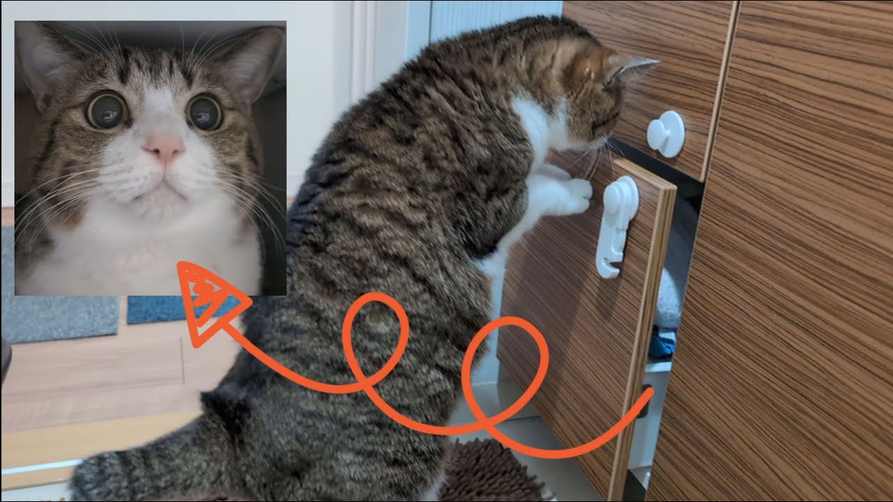 引き出しの奥には猫の秘密基地がありました。vol.1010 - YouTube