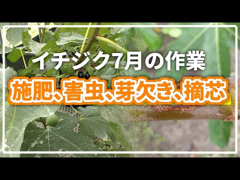 2024年版】イチジクの7月にやっておきたい作業のまとめ - YouTube