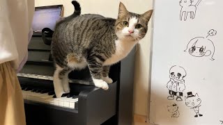 お姉ちゃんがピアノを弾き始めると、やりたい放題モードになる猫さんが