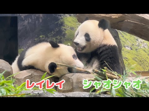 シャオシャオとレイレイ（2歳〜） - YouTube