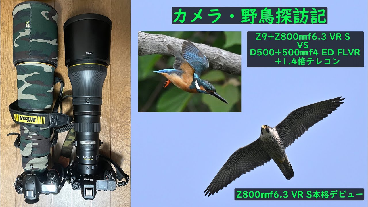 カメラ・野鳥探訪記 Z800㎜f6.3 VR Sレンズの本格デビュー編 - YouTube