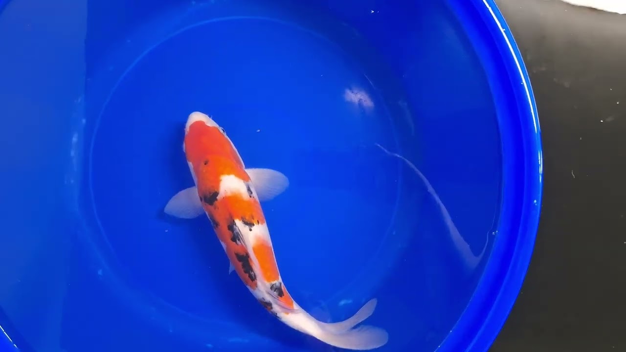 0808 Ooya Sanke Nisai 36cm - YouTube