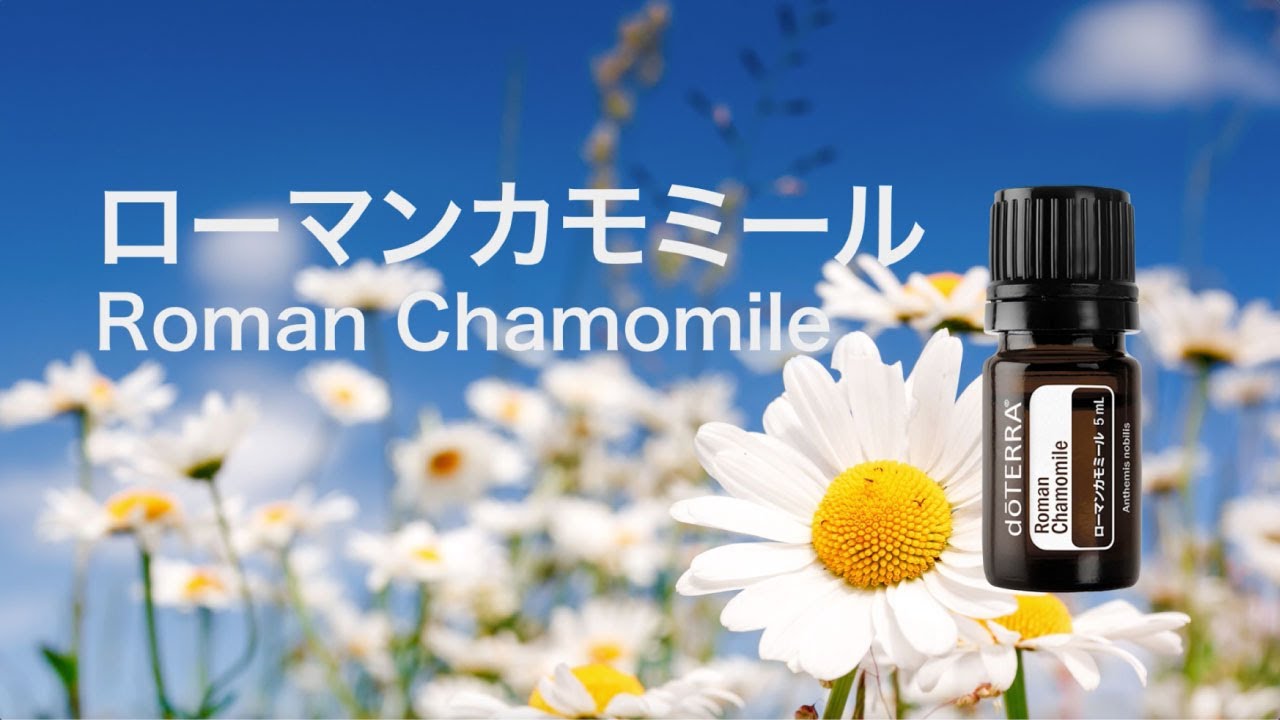 ドテラ ローマンカモミール&ヒノキ&レモンおまけ ローマンカモミール