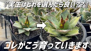 Agave] How to choose Oteroi seedlings by species! - YouTube