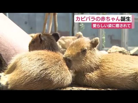 Baby capybara born in Higashiizu, Shizuoka, shows off adorable