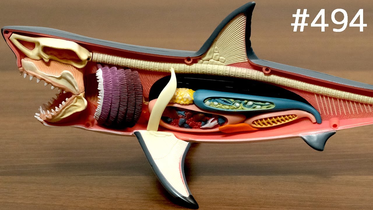 4D Vision Great White Shark Anatomy Model Puzzle - YouTube
