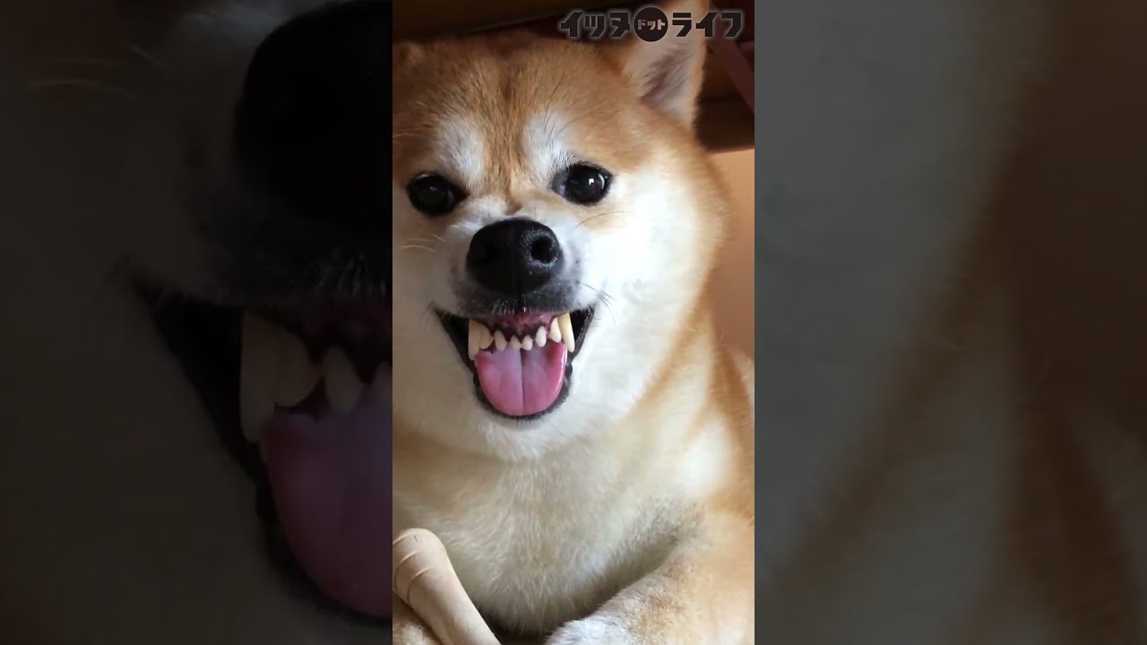Can't stop this face even though the Shiba get a relax massage by