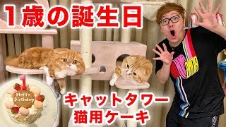 I will give two cat towers and a cake for cats for Maruo