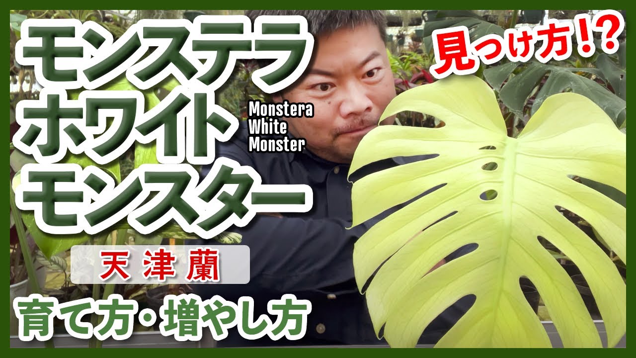 いろいろな斑が入るモンステラ ホワイトモンスター（テンシンラン