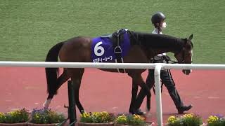 天皇賞(春)】 2022天皇賞(春) タイトルホルダーが勝利 全頭パドック