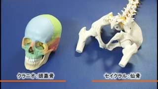 Atsushi Yoshida] Easy to understand! Introduction to Craniosacral