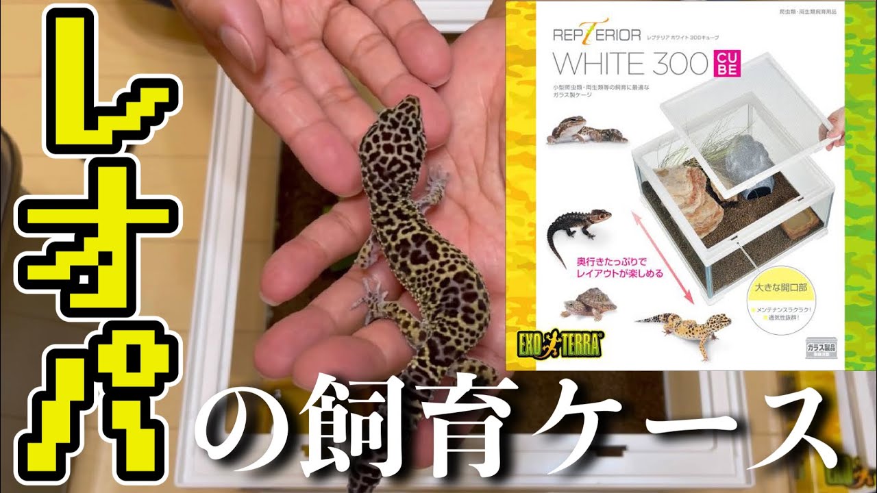 ヒョウモントカゲモドキ】レオパの飼育セットを購入しました!! - YouTube