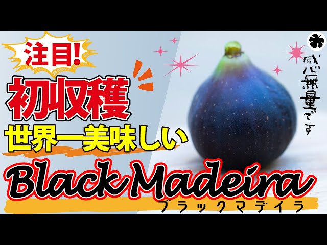 Fig] Progress report on Black Madeira cultivation. Delicious! (How