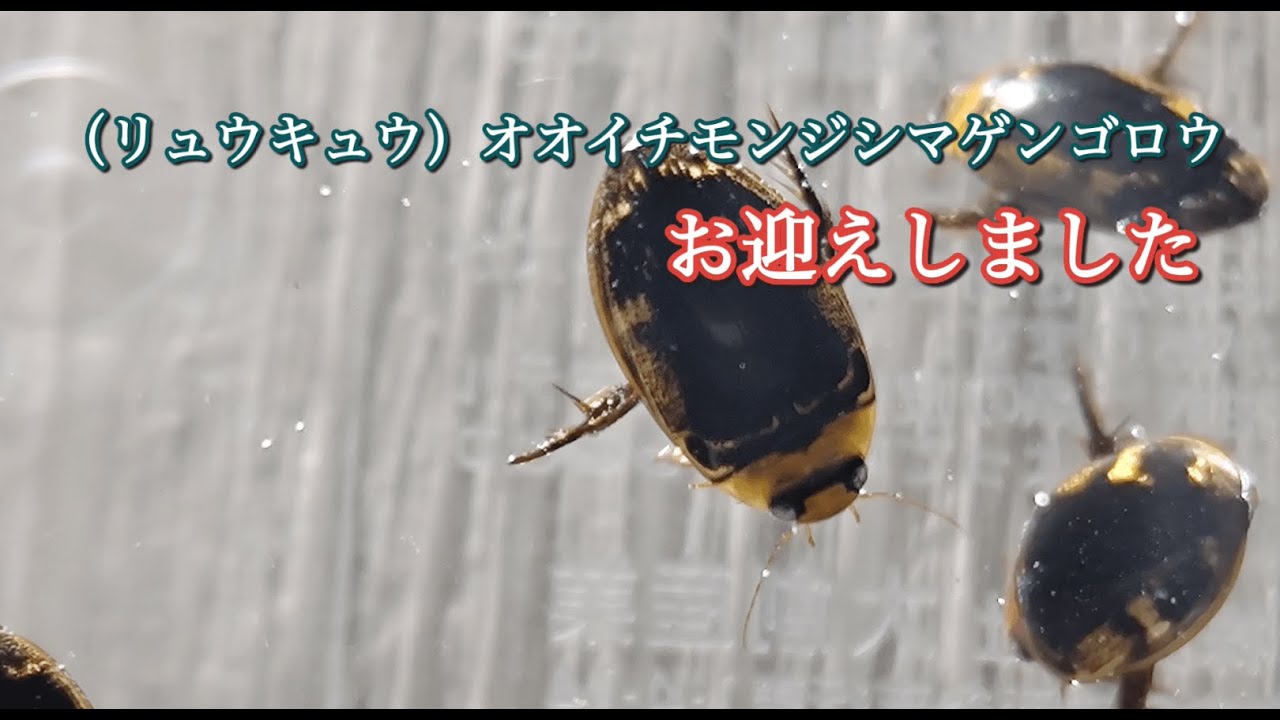 リュウキュウオオイチモンジシマゲンゴロウ 15匹（西表10、石垣5