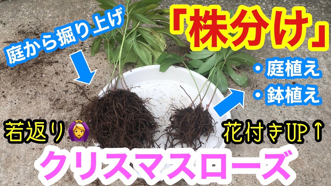 クリスマスローズの株分け】庭から掘り上げて株分け / 花付きをさらに