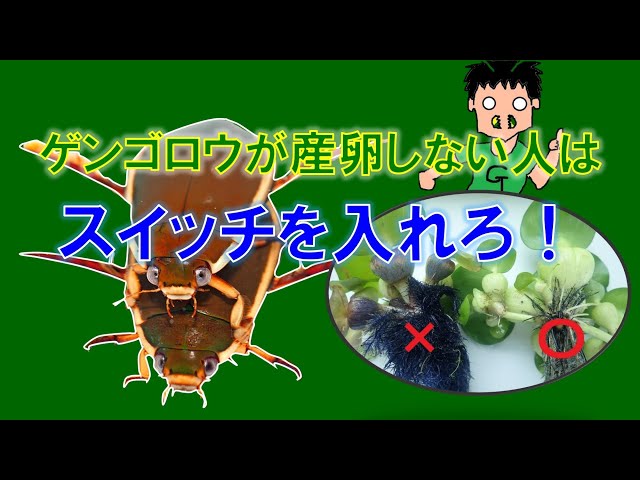 必勝！ゲンゴロウの繁殖方法 ～うまくいかない人は必見