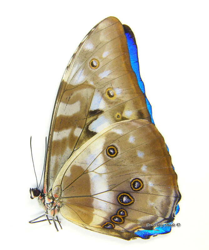 Unmounted Butterfly/Morphidae - Morpho cypris cypris, male, A1/A