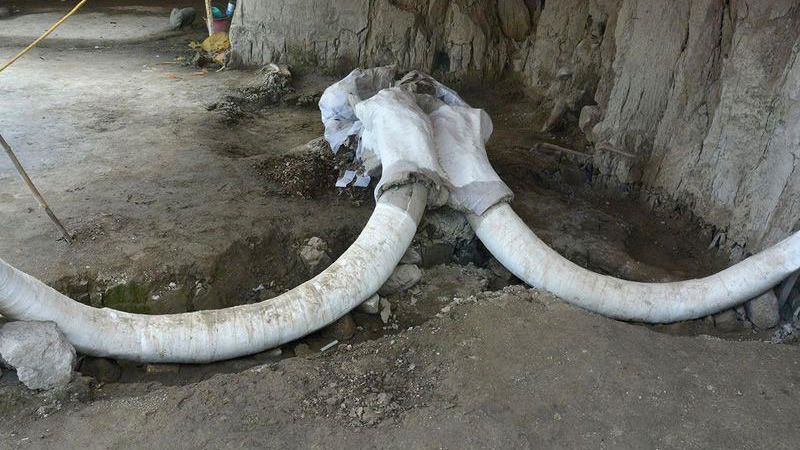 800個を超える大量のマンモスの骨が「1万5000年前に作られたマンモス