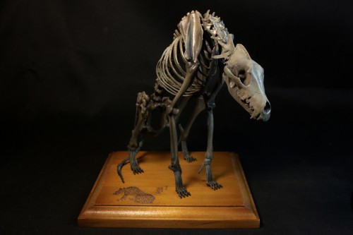 全身骨格レプリカ | アンフィ合同会社 ＆ レプリカをつくる博物館