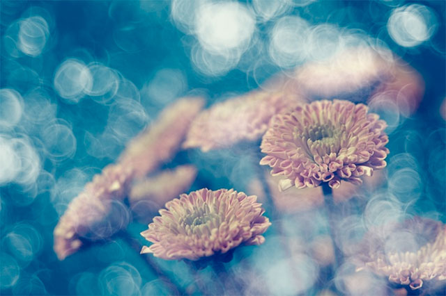 Meyer Optik Trioplan 100/f2.8 brings back Soap Bubble Bokeh