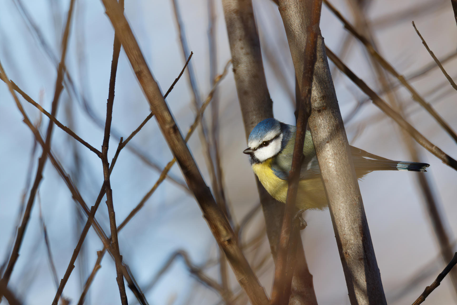 TEST Tokina SZ 500mm • Flying Shark Photography | Florian Legrand