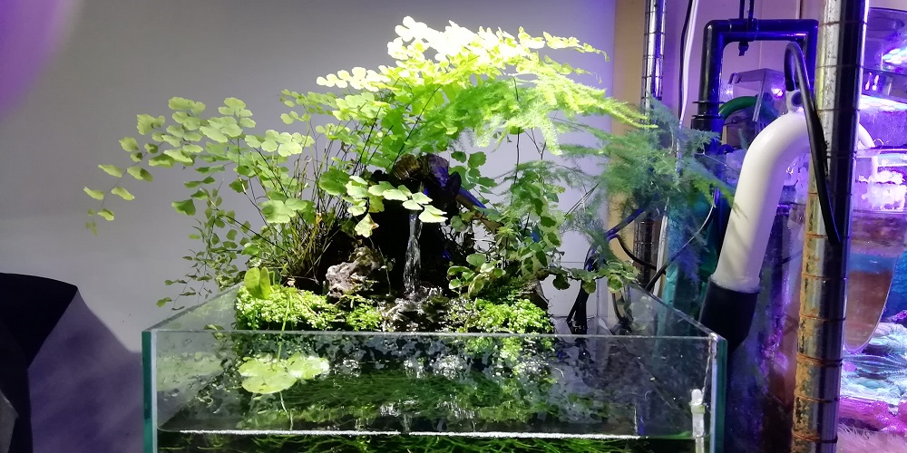 アクアテラリウム水槽アルバム その4 30cmキューブ滝のあるアクア