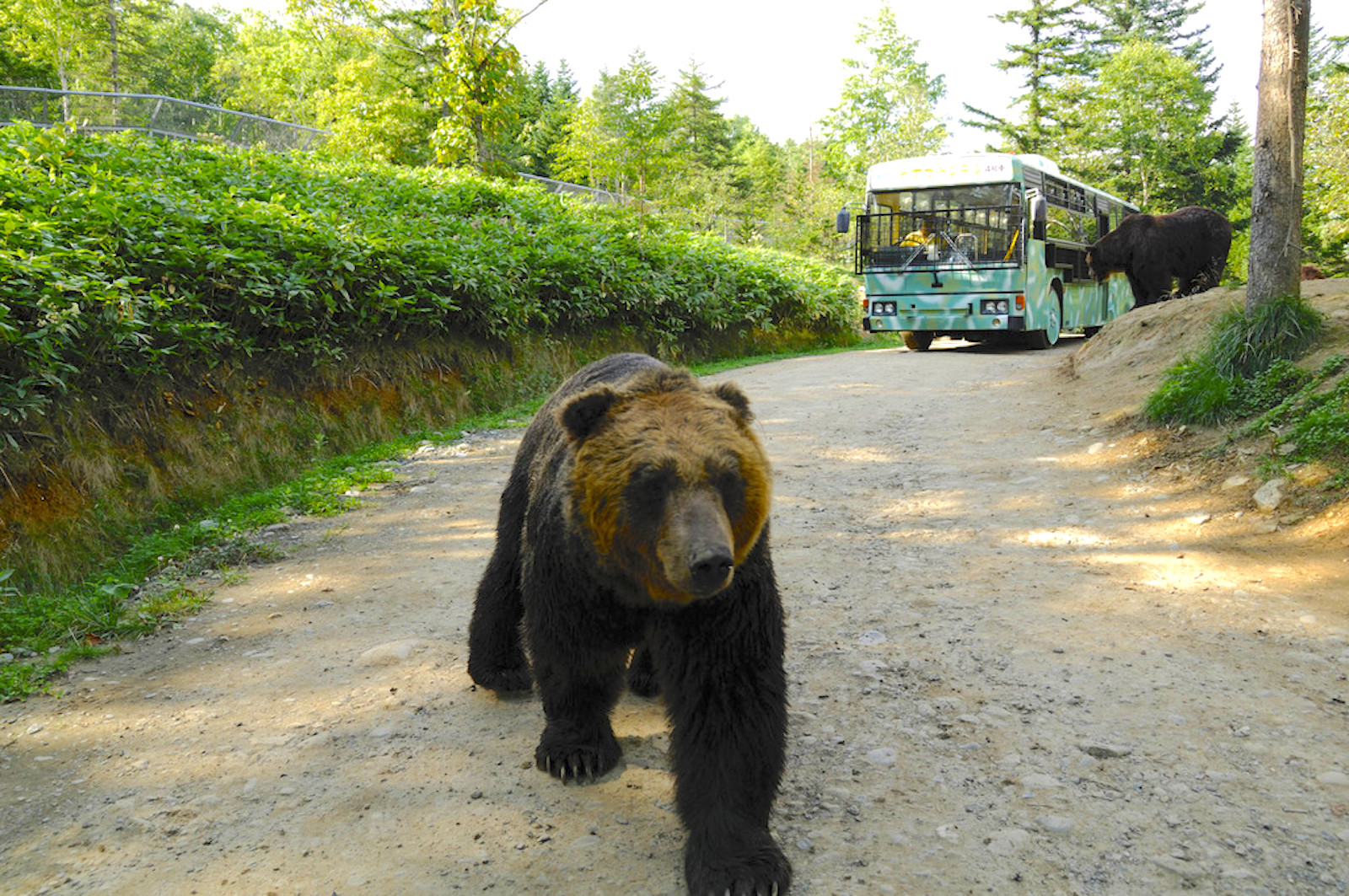 ヒグマのサファリパーク」でヒグマを間近に観察！ | 北海道Style