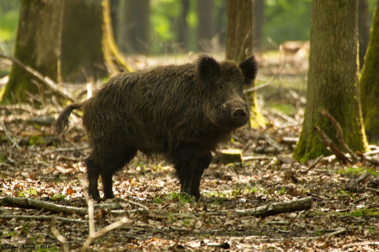 14095009205_ee61fdc931_k.jpg?