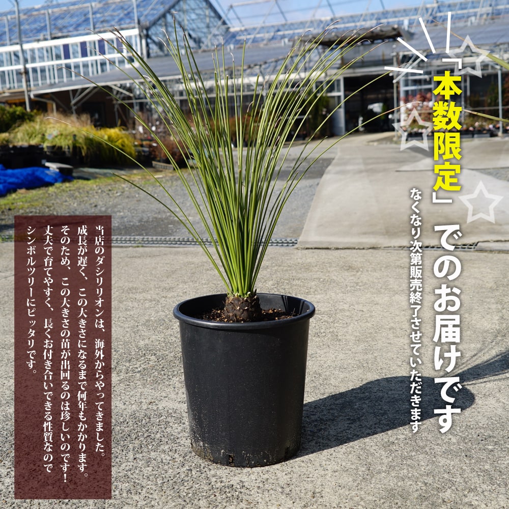 ロンギシマム ダシリリオン の特徴と育て方 | 苗木部の部室 〜苗木