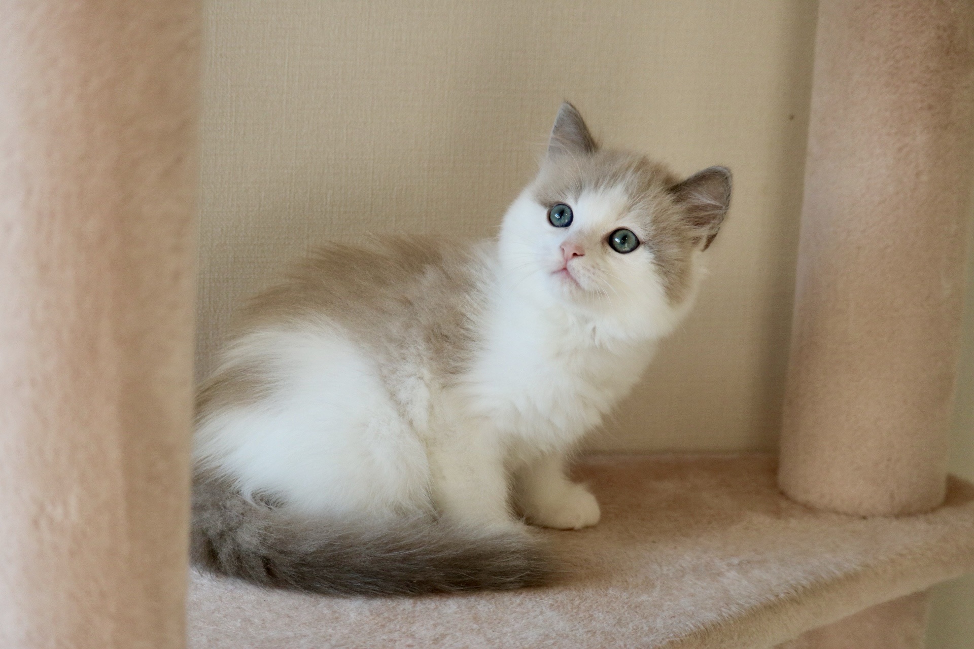 🌻8/3更新🌻5/19生まれマンチカン子猫たちです | マンチカン専門