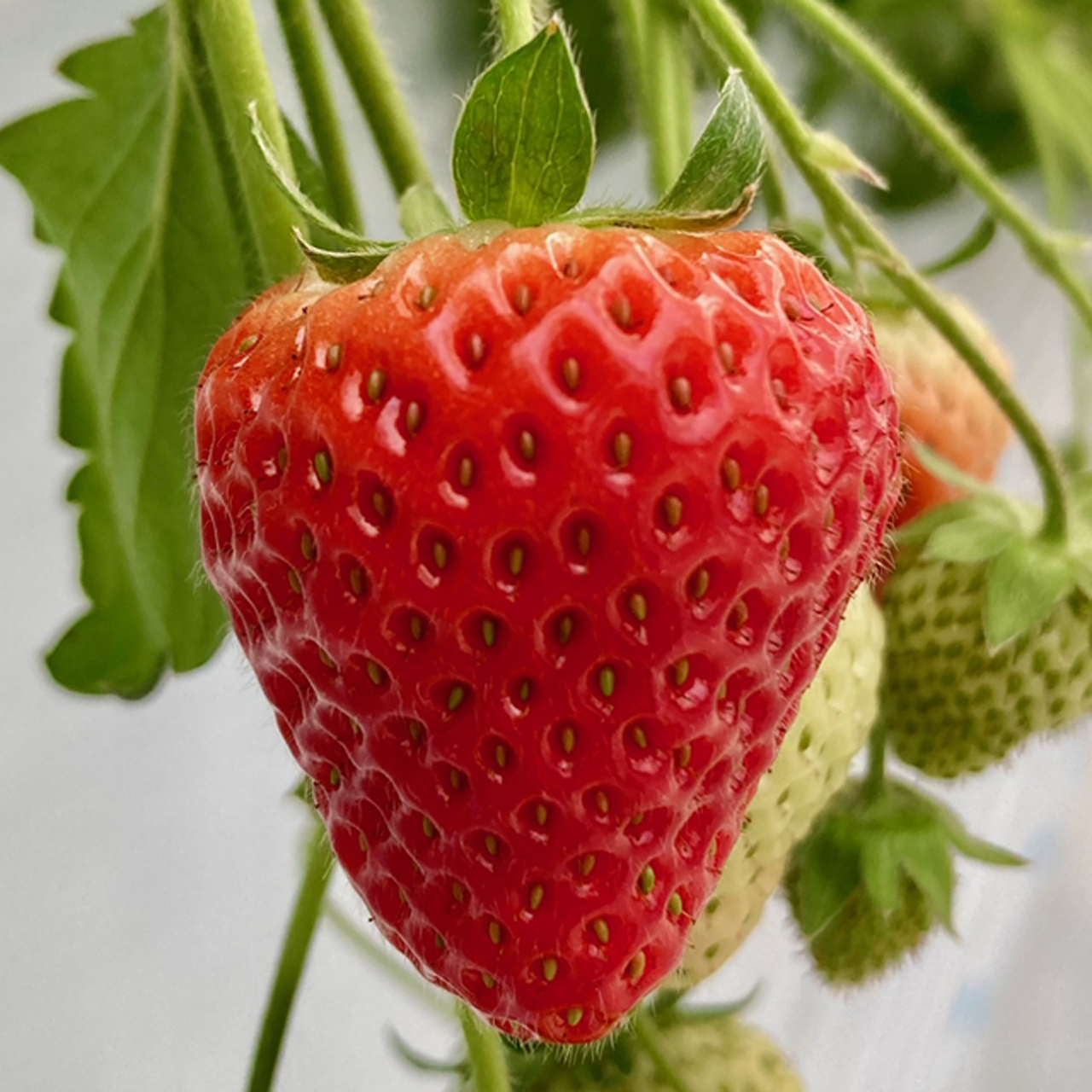 いちごを知る | いちいちご 株式会社一苺一笑