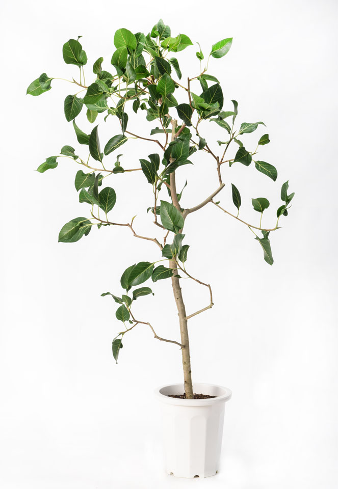 クリシュナ | いぶすき観葉植物｜観葉のまち指宿