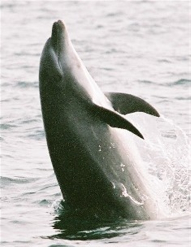 鹿児島湾鯨類【イルカ】調査 | いおワールドかごしま水族館