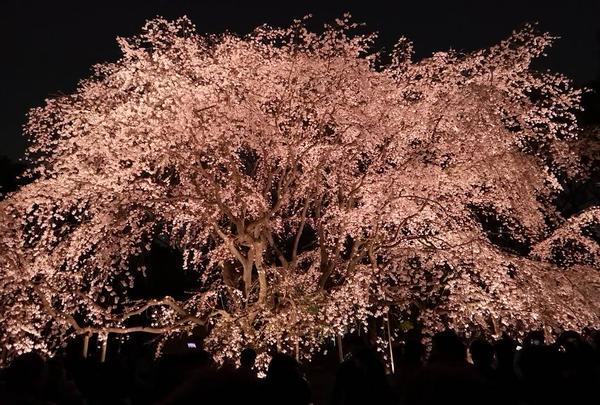 夜桜🌸 | Holiday [ホリデー]